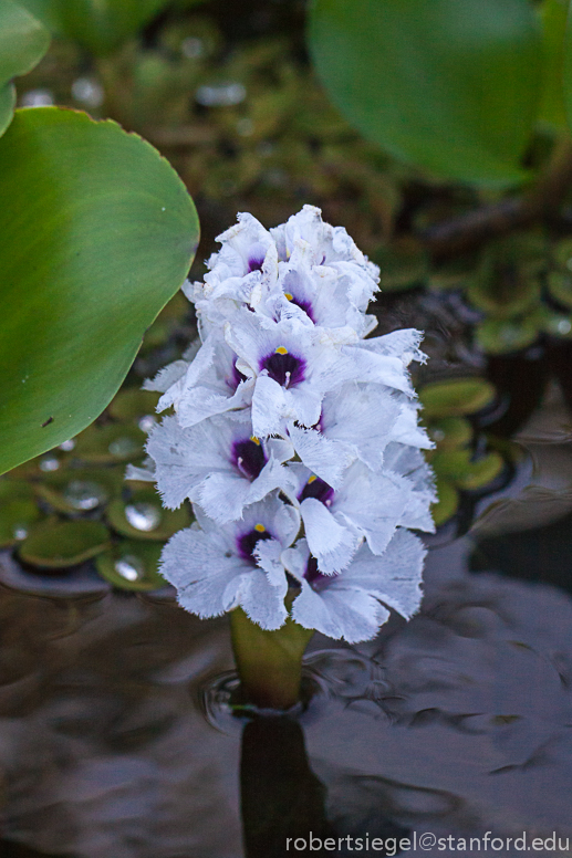 purple flower